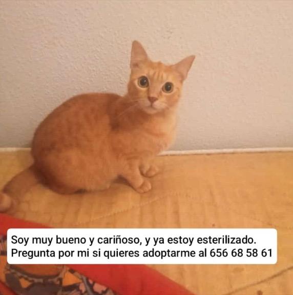 Imagen de la publicación de Adopta Una Vida