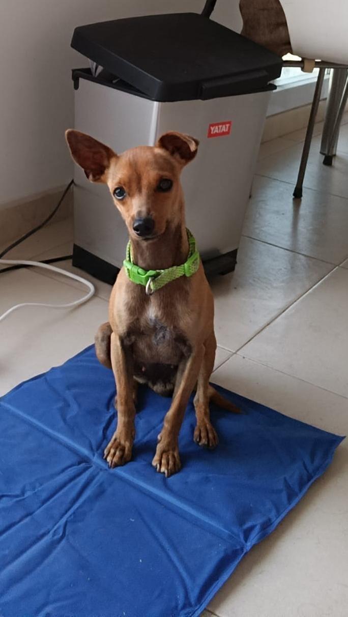 Imagen de la publicación de Adopta Una Vida