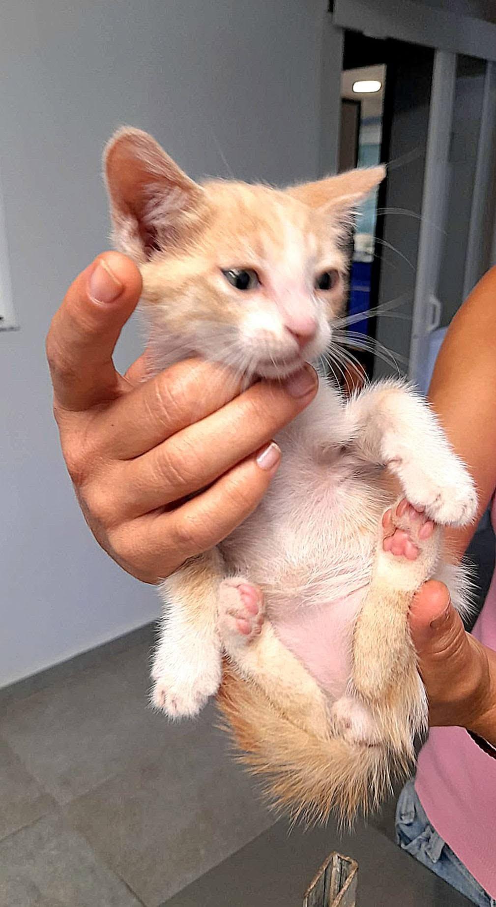 Imagen de la publicación de Adopta Una Vida